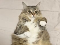 スイーツより甘い!?  飼い主に“食べられちゃう”猫さんが可愛すぎる