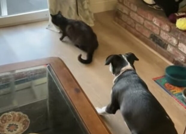 鳥を狙う猫、その猫を狙う犬。静かなハンティング戦争勃発!