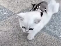 テクテク歩く子猫、背中に乗せているのは… モモンガ！？