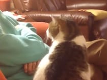 「(ポカポカッ)遊ぼう？」おばぁちゃんの頭に猫パンチをする猫さん