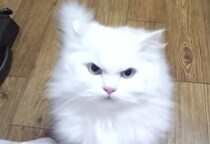 わかりやすいほど怒り顔の猫さん、撮影されるのが嫌なようで…