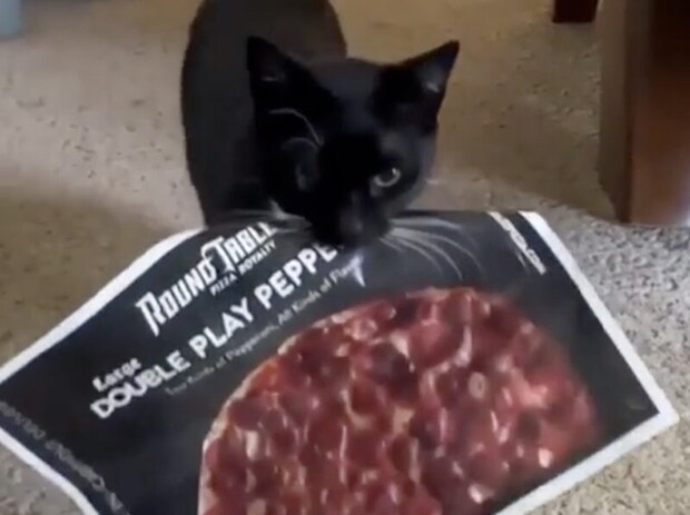 「今日はピザが安いにゃ!!」 チラシを持っておねだりに来た猫さん