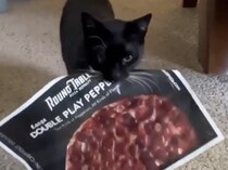 「今日はピザが安いにゃ！！」  チラシを持っておねだりに来た猫さん