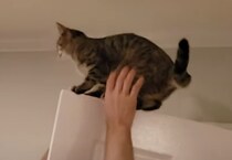 猫「降りる時のこと考えていなかった」ドアの上で…