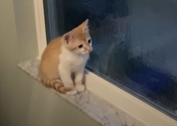 「外がピカって光ったよ!」初めての嵐にワクワクする子猫たち。
