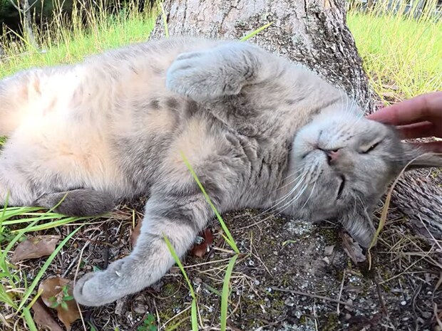 「モフって、モフって!」ごろんと転がってお腹見せ! トトロみたいな地域猫さんが可愛すぎる