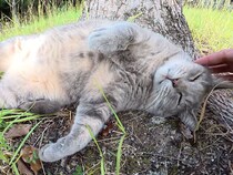 「モフって、モフって！」ごろんと転がってお腹見せ！ トトロみたいな地域猫さんが可愛すぎる