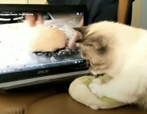 3つ星シェフに弟子入り？ 動画を見てフミフミを極める猫さん。