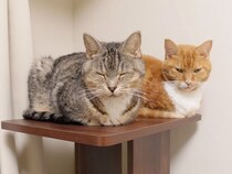 同じタイミングでウトウト… 仲良し猫の香箱座りが尊い
