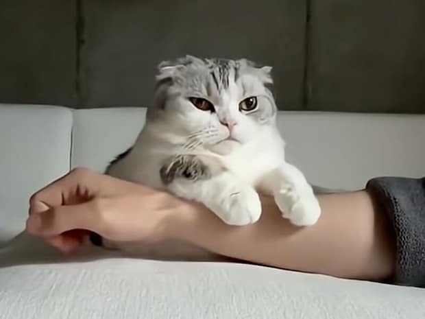 猫「ここが一番落ち着く」飼い主の腕でとろける幸せな表情