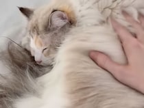 寝ている猫たちを順番に起こしてみたら、反応が三者三様でかわいすぎた