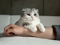 猫「ここが一番落ち着く」飼い主の腕でとろける幸せな表情