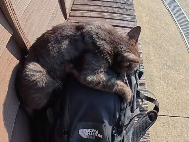 リュックを離さない黒猫さん「帰らないで」と引き止め作戦？