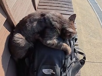 リュックを離さない黒猫さん「帰らないで」と引き止め作戦？