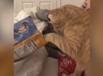 おやつを盗み食いする猫に、怒ったのは飼い主じゃなくて…