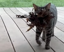 猫「いっぱい秋もってきたよ！」飼い主さんへのプレゼント♪