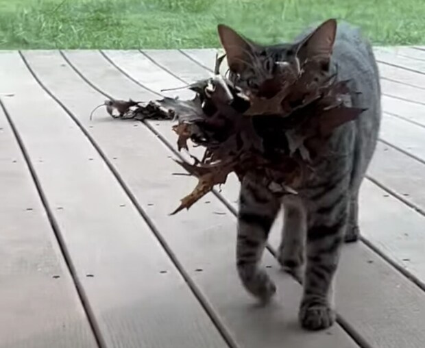 猫「いっぱい秋もってきたよ！」飼い主さんへのプレゼント♪