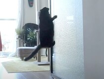 猫「開けろぉ〜！」催促が激しい猫、扉の前で跳ぶ！叫ぶ！叩く！