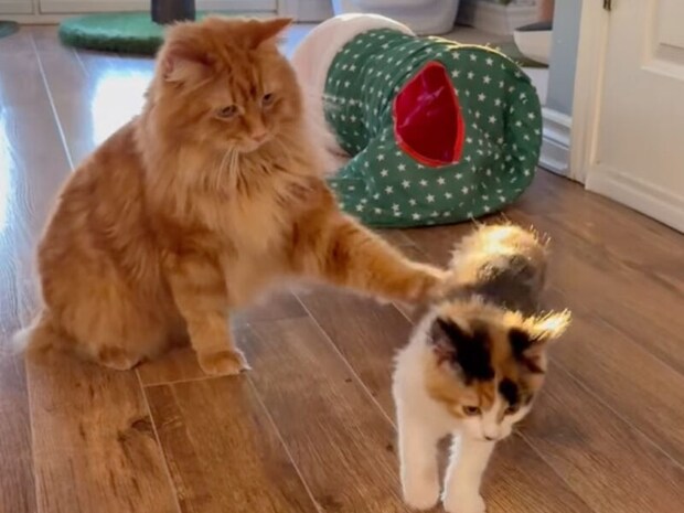 子猫と先住猫の“格闘ごっこ”！ 優しい手加減にほっこり