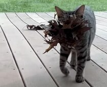 猫「いっぱい秋もってきたよ！」飼い主さんへのプレゼント♪