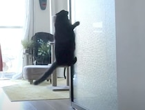猫「開けろぉ〜！」催促が激しい猫、扉の前で跳ぶ！叫ぶ！叩く！