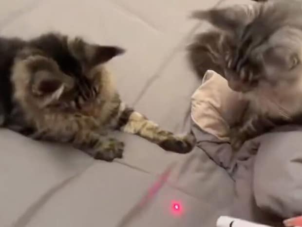 猫、夢中になりすぎて仲間に突撃！ドジすぎる展開に思わず笑顔