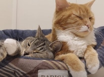 ちょっと狭くても平気！ 大好きな姉猫の隣で寝たいんだもん