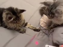 猫、夢中になりすぎて仲間に突撃！ドジすぎる展開に思わず笑顔