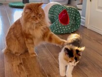 子猫と先住猫の“格闘ごっこ”！ 優しい手加減にほっこり