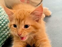 甘えたいのに眠気が勝っちゃう！ あくびと鳴き声が重なって可愛い声になっちゃう子猫さん