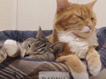 ちょっと狭くても平気！ 大好きな姉猫の隣で寝たいんだもん