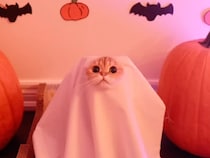 こわいどころか可愛すぎ！ 白いおばけ猫のハロウィン