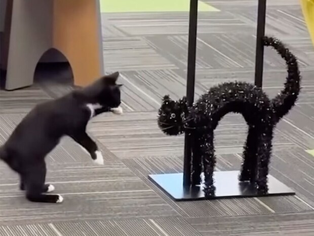 「誰だお前！」ハロウィン飾りに本気で怒る猫さん