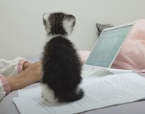 子猫の近くでパソコンを使うと…→こうなると分かっているけど癒される