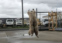 「一発みせるからゴハンくれ！」 かっこいい猫がバク転を披露！