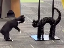 「誰だお前！」ハロウィン飾りに本気で怒る猫さん