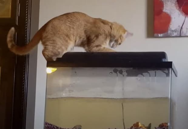 「冷たっ！でも楽しい！」水槽で夢中になって遊ぶ猫さん、はしゃぎすぎてこの後…