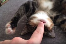 実は結構嬉しいんだニャ？鼻をツンツンされた猫の反応が…