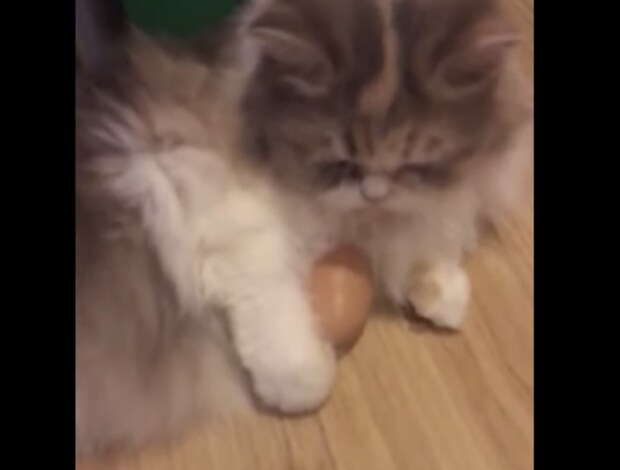 猫に卵を与えると温めるらしい？ 実験してみると…