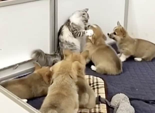 子犬部屋に侵入してみた猫。子犬たちが元気すぎて…