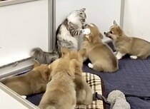 子犬部屋に侵入してみた猫。子犬たちが元気すぎて…