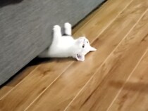 ソファの下からシュバッ！ 猫ロケット、発射！