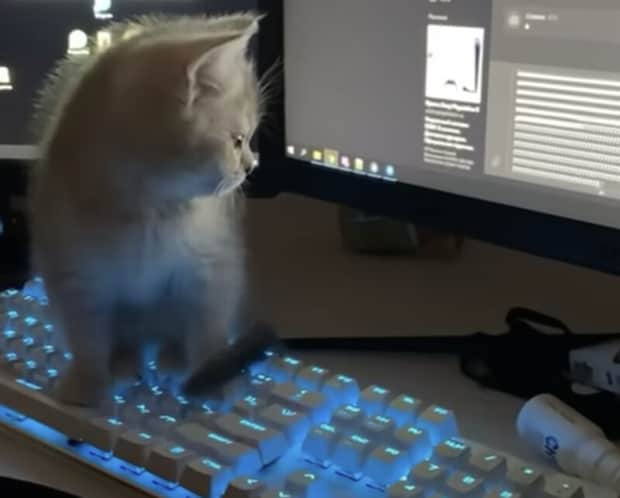 子猫にパソコンを乗っ取られた？ キーボードでカタカタと入力！