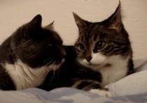 「んにゃ？」「にゃにゃん」何を話してるの？ ヒソヒソ話をする猫さんたち