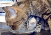 ママと一緒にぺろぺろ♪ 飲み方を教わる子猫さん