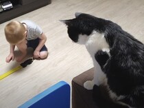 子どものオモチャで遊んでみたい猫。夜中にこっそりひとりで…
