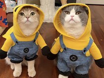 カフェでも人気者！ 黄色コスチュームの猫が可愛すぎる