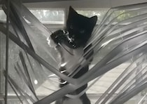 ブラインドがぁ〜！豪快に破壊しちゃう猫さん