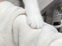 そっと腕をトントン→かまってほしい猫の控えめなアピール