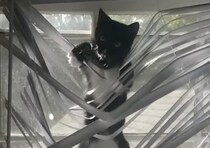 ブラインドがぁ〜！豪快に破壊しちゃう猫さん
